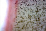 Inocybe praetervisa image