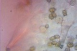 Inocybe praetervisa image