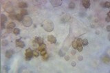 Inocybe praetervisa image