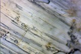 Inocybe praetervisa image