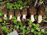Morchella brunnea image