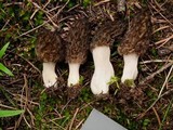 Morchella brunnea image
