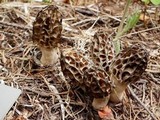 Morchella brunnea image