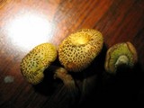 Gymnopilus aeruginosus image