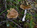 Inocybe praetervisa image