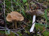 Inocybe praetervisa image