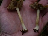 Inocybe praetervisa image