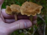 Inocybe praetervisa image