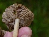 Inocybe praetervisa image