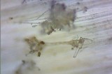 Inocybe praetervisa image