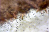Inocybe praetervisa image
