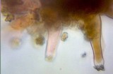 Inocybe praetervisa image