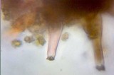 Inocybe praetervisa image