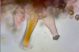 Inocybe praetervisa image