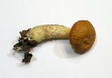 Boletus longicurvipes image