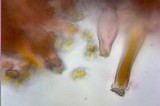 Inocybe praetervisa image