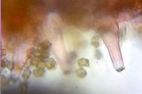 Inocybe praetervisa image