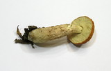 Boletus longicurvipes image