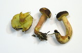 Leccinum rubropunctum image