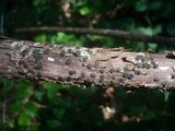 Diatrype bullata image
