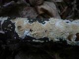 Hyphodontia quercina image
