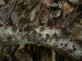 Hypoxylon howeanum image
