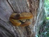 Inonotus hispidus image
