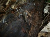 Xylaria longipes image