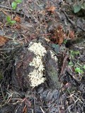Ramaria magnipes image