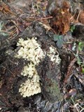 Ramaria magnipes image