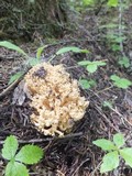 Ramaria magnipes image