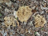 Polyporus umbellatus image