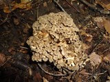 Polyporus umbellatus image