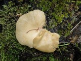 Polyporus leptocephalus image