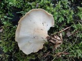 Polyporus leptocephalus image