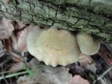 Crepidotus mollis image