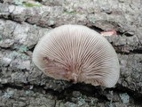 Crepidotus mollis image