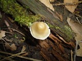 Mycena galericulata image