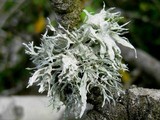 Ramalina canariensis image