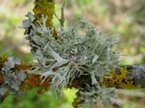 Ramalina canariensis image
