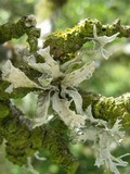 Ramalina canariensis image