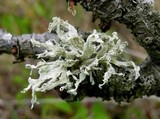 Ramalina canariensis image