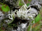 Ramalina canariensis image