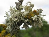 Ramalina canariensis image