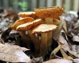 Gymnopilus aeruginosus image