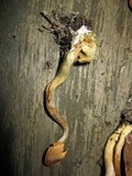 Gymnopilus aeruginosus image