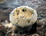 Lycoperdon marginatum image