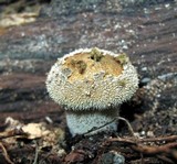 Lycoperdon marginatum image