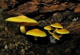 Gymnopilus aeruginosus image