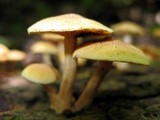 Gymnopilus aeruginosus image